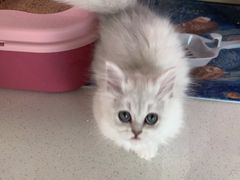 -糯米喵星人总部直营旗舰店·猫舍·幼猫出售