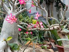 -国家植物园南园