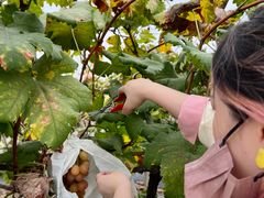 -马陆小张葡萄园农家乐