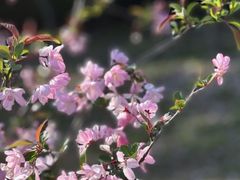 -上海吴淞炮台湾国家湿地公园