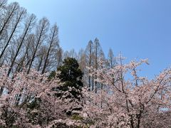 -杭州植物园
