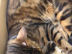 -李小姐の猫咖啡馆(五角场店)