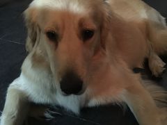 -百好乐宠物友好餐厅(朝外大街店)