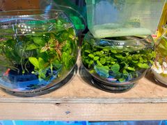 -双季花艺园艺市场(浦东店)