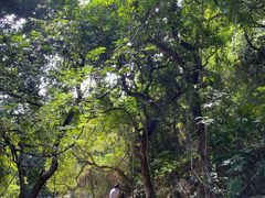 -梧桐山风景名胜区