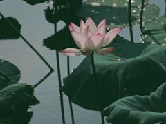 -惠州西湖丰渚园