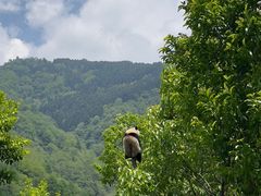 -卧龙中华大熊猫苑神树坪基地
