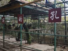 -瑞丽独树成林风景区