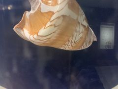 -青岛贝壳博物馆