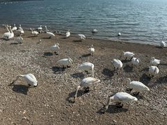 -烟墩角天鹅湖