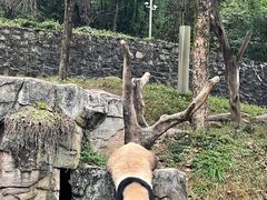 -都江堰中华大熊猫苑