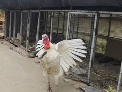 -樂桃源奉贤黄桃种植采摘基地