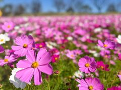 -花开海上生态园