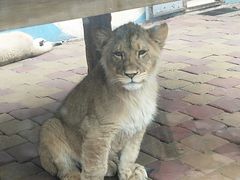 -大连森林动物园