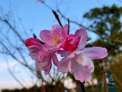 -春花秋色城市公园