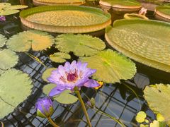 -国家植物园南园