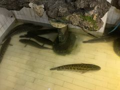 -风情丽江斑鱼火锅(孙家沟西南路80号店)