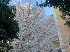 -平湖九龙山庄园圣马可酒店