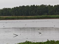 -大湾区中央湿地公园