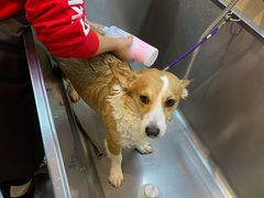 -PETKIT小佩宠物·低压洗护(国顺东路店)