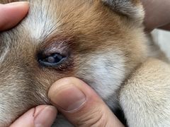 -美联众合动物医院·24h转诊中心