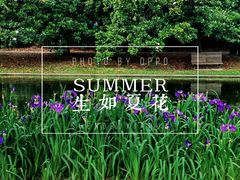 -上海共青森林公园