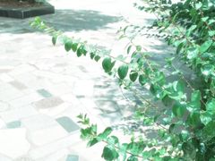 -西北大学(桃园校区)