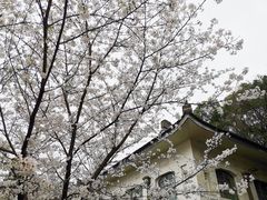 -武汉大学-樱园