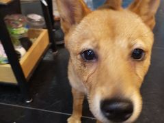 -Goku PET SHOP宠物视觉生活馆(双井店)