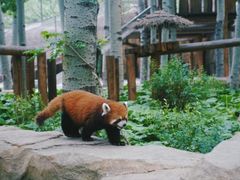 -北京野生动物园