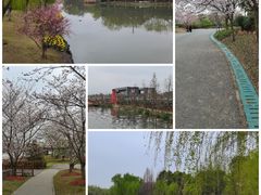 -顾村公园