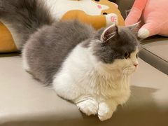 -猫腻·猫咖·撸猫馆(星光大道店)