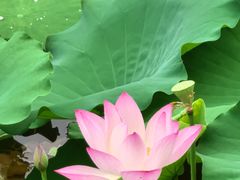 -荔湾湖公园