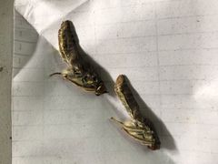 -上海昆虫博物馆