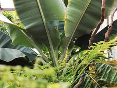 -呀路古热带植物园