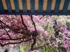 -深圳国际园林花卉博览园