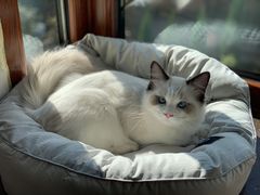 -糯米喵星人总部直营旗舰店·猫舍·幼猫出售