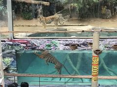 -清迈夜间动物园