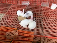 -洪湖家庭农场·团建·露营·会议
