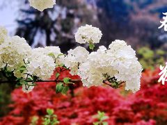 -铁山坪森林公园