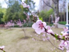 -新虹桥中心花园