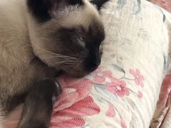-圣宠动物医院·犬猫专科·影像中心·外科中心
