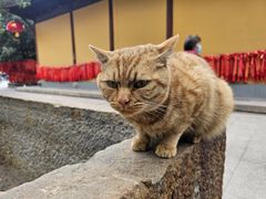 -龙华素斋(龙华路店)