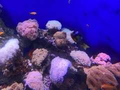 -江和美海洋公园