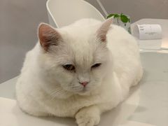 -飞行喵MR PILOT|猫舍·猫咖(静安大融城店)