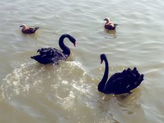 -南大港湿地风景区