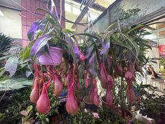 -花鸟鱼虫鲜花绿植市场(玉泉路店)