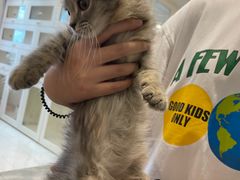 -楼上猫咖(罗湖店)