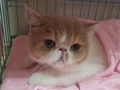 -瑞鹏宠物医院·骨科·猫科·内科(第一中心)