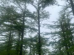 -四明山国家森林公园